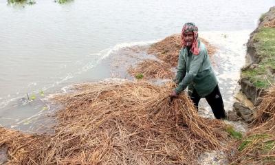 সোনাতলায় অতি বৃষ্টির কারণে ধান খড় নিয়ে চরম বিপাকে কৃষক