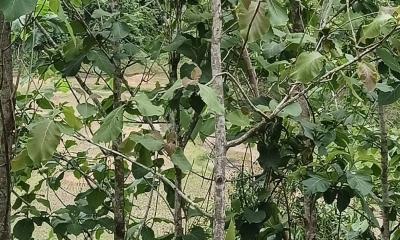 লংগদুতে সেগুন বনায়নে বিপন্ন প্রকৃতি