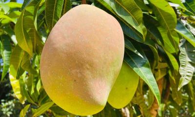 জমে উঠেছে নওগাঁর সাপাহার আমের হাট, দাম কম