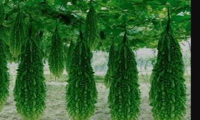 করলার বীজ খেলে কী ক্ষতি হয়