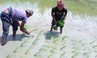 সোনাতলায় আমন ধানের চারা রোপণে ব্যস্ত কৃষক 