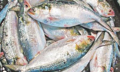 ছোট না বড়, কোন ইলিশ বেশি স্বাদ