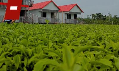 ১০ দফা দাবি আদায়ে মৌলভীবাজারে চা-শ্রমিকরা