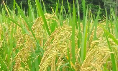 লালমনিরহাটের মাঠ জুড়ে শোভা পাচ্ছে সোনালী ধানের শীষ