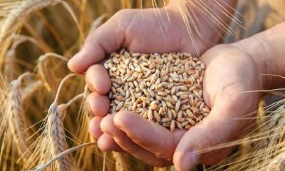যুক্তরাষ্ট্র থেকে প্রথমবারের মতো সরকারিভাবে গম আমদানি শুরু 