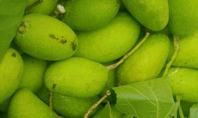 কাঁচা আম খেলে শরীরে যা ঘটে