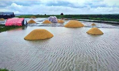 হাওরে কাঁদছে কৃষক, ভুগবে বাংলাদেশ