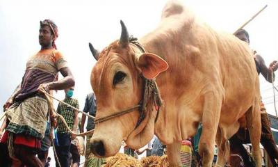 কোরবানির জন্য প্রস্তুত ১ কোটি ২৪ লাখ পশু