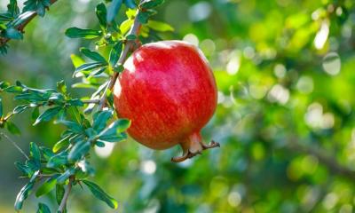 প্রতিদিন বিকেলে একটি ফল খেলে কী হয়?