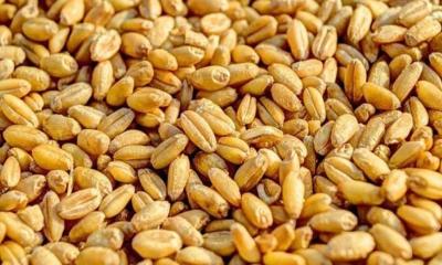 যুক্তরাষ্ট্র থেকে এলো ৬১ হাজার টন গম