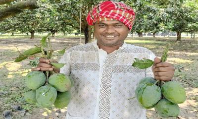 ৫ মে থেকে বাজারে পাওয়া যাবে সাতক্ষীরার আম