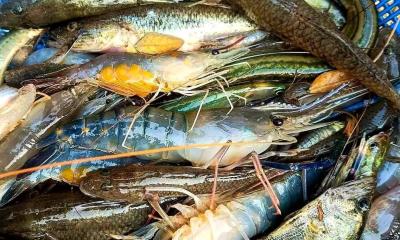 বঙ্গোপসাগরে মাছ ধরায় ৫৮ দিনের নিষেধাজ্ঞা