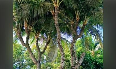 গুরুদাসপুরে ১৩ মাথার নারকেল গাছ দেখতে ভিড় করছেন দর্শনার্থীরা